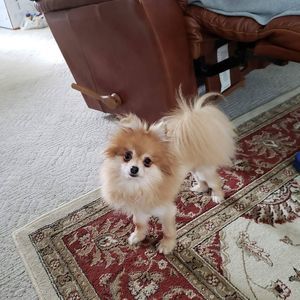 Meet your Posher, Toni